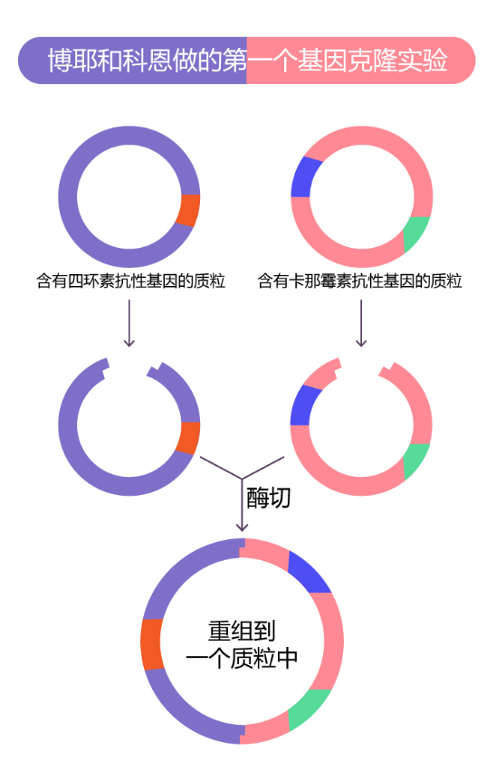 胰島素的發現：博爾和科恩工作的示意圖（繪圖 肖媛）